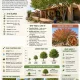 Chinese Pistache shade tree providing cooling shade to a Southwest home in New Mexico