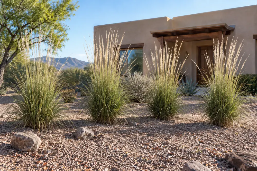 Deer Grass (Muhlenbergia rigens) Deer Grass (Muhlenbergia rigens) Southwest Grasses
