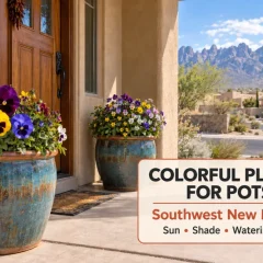 Colorful plants for pots at a Las Cruces home with the Organ Mountains