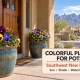 Colorful plants for pots at a Las Cruces home with the Organ Mountains