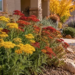 10 Flowering Plants Not to Cut Back in Fall