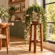 Types of Hoya Plants