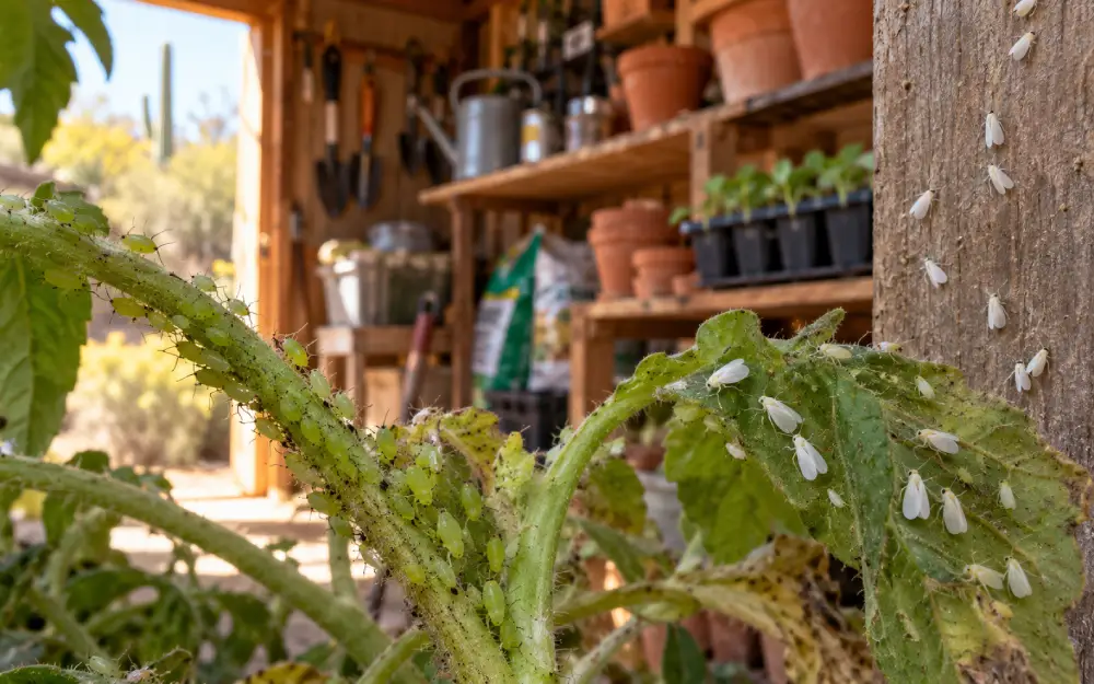 Why are insects still active in fall Green aphids and whiteflies on garden plants inside a storage shed during fall in New Mexico.