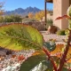 Why Are Insects Still Active in Fall in New Mexico?