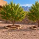 Two mature peach trees with compact mulched beds and decorative stone borders in a Las Cruces backyard.